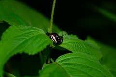 Metacycla marginata