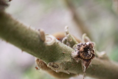 Phthiacnemia picta