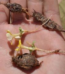 Oxalis foveolata