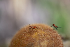 Phthiacnemia picta