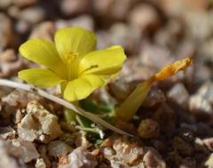 Oxalis foveolata