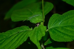 Metacycla marginata