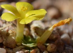 Oxalis foveolata
