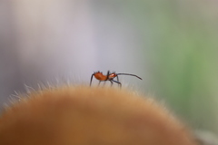 Phthiacnemia picta