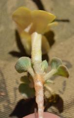 Oxalis foveolata