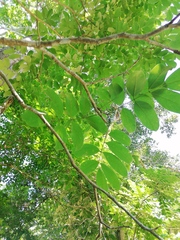 Piscidia carthagenensis