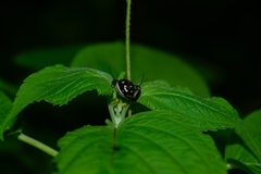 Metacycla marginata