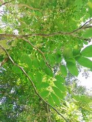 Piscidia carthagenensis