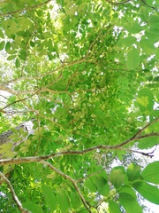 Piscidia carthagenensis