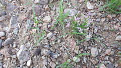 Cleistogenes songorica