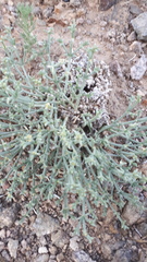 Anabasis brevifolia