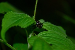 Metacycla marginata
