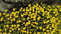 Oedera corymbosa