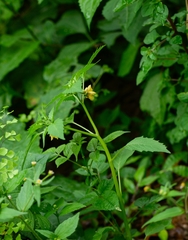 Physalis