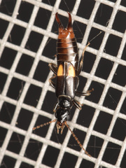 Marava arachidis