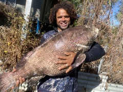 Epinephelus malabaricus