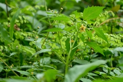 Physalis