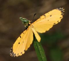 Pentila tropicalis fuscipunctata