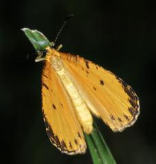 Pentila tropicalis fuscipunctata