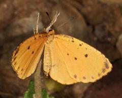 Pentila tropicalis fuscipunctata