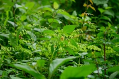 Physalis