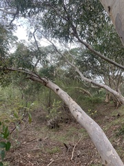 Eucalyptus cladocalyx