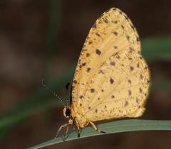 Pentila tropicalis fuscipunctata