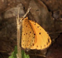 Pentila tropicalis fuscipunctata