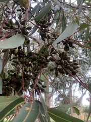 Eucalyptus cladocalyx