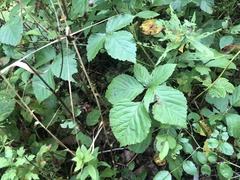 Rubus aboriginum