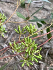 Eucalyptus cladocalyx