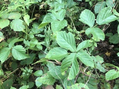 Rubus aboriginum