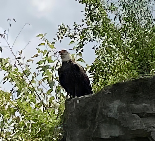 Bald Eagle photographed in Rhode Island