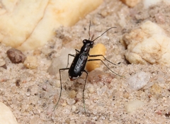 Cicindela abdominalis