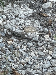 Sceloporus occidentalis