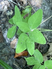 Taenidia integerrima