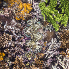 Tridacninae