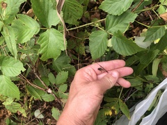 Rubus aboriginum
