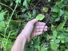 Rubus aboriginum