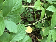 Rubus aboriginum