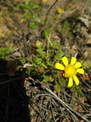 Bolandia pedunculosa