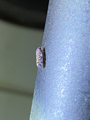Xestocephalus superbus