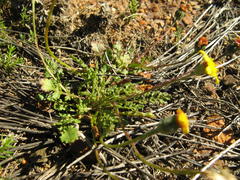 Bolandia pedunculosa