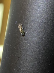 Xestocephalus superbus