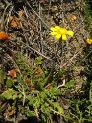 Bolandia pedunculosa