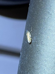 Xestocephalus superbus
