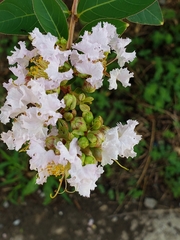 Lagerstroemia subcostata