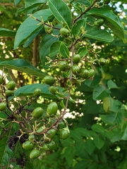 Lagerstroemia subcostata