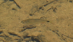Astyanax panamensis