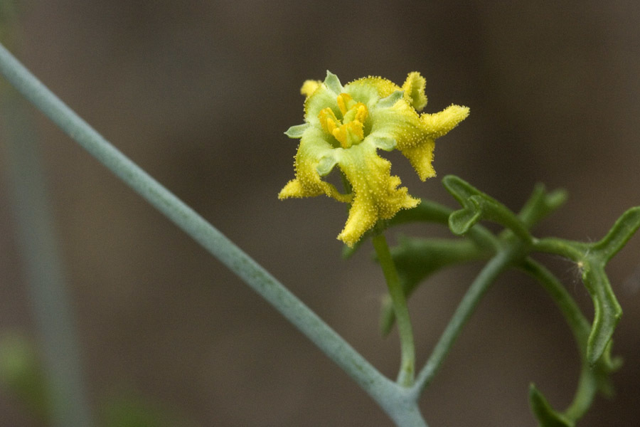 Ibervillea tenuisecta
